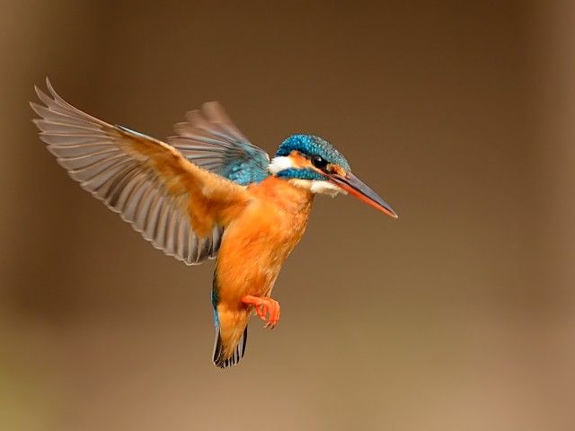 Kingfisher on a grail quest